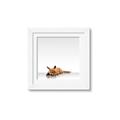 Picture of Singular Fox  _GroupedProduct_Square_Mini_ _GroupedProduct_Square_Framed_Matted_