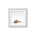 Picture of Singular Fox  _GroupedProduct_Square_Mini_ _GroupedProduct_Square_Framed_Matted_