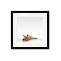 Picture of Singular Fox  _GroupedProduct_Square_Mini_ _GroupedProduct_Square_Framed_Matted_