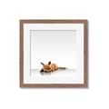 Picture of Singular Fox  _GroupedProduct_Square_Mini_ _GroupedProduct_Square_Framed_Matted_