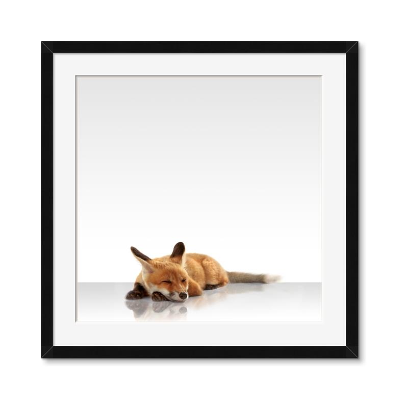 Picture of Singular Fox  _GroupedProduct_Square_Mini_ _GroupedProduct_Square_Framed_Matted_