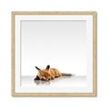Picture of Singular Fox  _GroupedProduct_Square_Mini_ _GroupedProduct_Square_Framed_Matted_