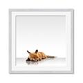 Picture of Singular Fox  _GroupedProduct_Square_Mini_ _GroupedProduct_Square_Framed_Matted_
