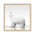 Picture of Singular Polar Bear _GroupedProduct_Square_Mini_ _GroupedProduct_Square_Framed_Matted_