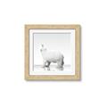 Picture of Singular Polar Bear _GroupedProduct_Square_Mini_ _GroupedProduct_Square_Framed_Matted_