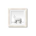 Picture of Singular Polar Bear _GroupedProduct_Square_Mini_ _GroupedProduct_Square_Framed_Matted_