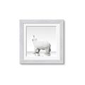 Picture of Singular Polar Bear _GroupedProduct_Square_Mini_ _GroupedProduct_Square_Framed_Matted_