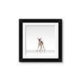 Picture of Singular Deer _GroupedProduct_Square_Mini_ _GroupedProduct_Square_Framed_Matted_