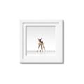 Picture of Singular Deer _GroupedProduct_Square_Mini_ _GroupedProduct_Square_Framed_Matted_