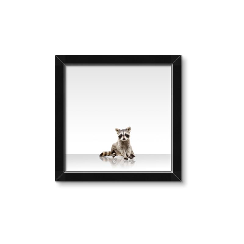 Picture of Singular Raccoon _GroupedProduct_Square_Mini_ _GroupedProduct_Square_Framed_Matted_
