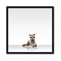 Picture of Singular Raccoon _GroupedProduct_Square_Mini_ _GroupedProduct_Square_Framed_Matted_