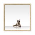 Picture of Singular Raccoon _GroupedProduct_Square_Mini_ _GroupedProduct_Square_Framed_Matted_