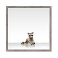 Picture of Singular Raccoon _GroupedProduct_Square_Mini_ _GroupedProduct_Square_Framed_Matted_