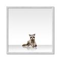 Picture of Singular Raccoon _GroupedProduct_Square_Mini_ _GroupedProduct_Square_Framed_Matted_