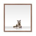 Picture of Singular Raccoon _GroupedProduct_Square_Mini_ _GroupedProduct_Square_Framed_Matted_
