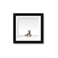 Picture of Singular Raccoon _GroupedProduct_Square_Mini_ _GroupedProduct_Square_Framed_Matted_