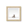 Picture of Singular Raccoon _GroupedProduct_Square_Mini_ _GroupedProduct_Square_Framed_Matted_