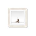 Picture of Singular Raccoon _GroupedProduct_Square_Mini_ _GroupedProduct_Square_Framed_Matted_