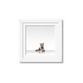 Picture of Singular Raccoon _GroupedProduct_Square_Mini_ _GroupedProduct_Square_Framed_Matted_