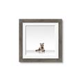 Picture of Singular Raccoon _GroupedProduct_Square_Mini_ _GroupedProduct_Square_Framed_Matted_