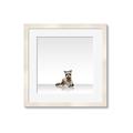Picture of Singular Raccoon _GroupedProduct_Square_Mini_ _GroupedProduct_Square_Framed_Matted_