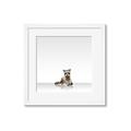 Picture of Singular Raccoon _GroupedProduct_Square_Mini_ _GroupedProduct_Square_Framed_Matted_