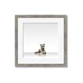 Picture of Singular Raccoon _GroupedProduct_Square_Mini_ _GroupedProduct_Square_Framed_Matted_