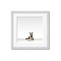 Picture of Singular Raccoon _GroupedProduct_Square_Mini_ _GroupedProduct_Square_Framed_Matted_