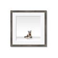 Picture of Singular Raccoon _GroupedProduct_Square_Mini_ _GroupedProduct_Square_Framed_Matted_