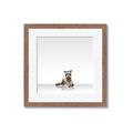 Picture of Singular Raccoon _GroupedProduct_Square_Mini_ _GroupedProduct_Square_Framed_Matted_