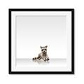 Picture of Singular Raccoon _GroupedProduct_Square_Mini_ _GroupedProduct_Square_Framed_Matted_
