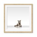 Picture of Singular Raccoon _GroupedProduct_Square_Mini_ _GroupedProduct_Square_Framed_Matted_