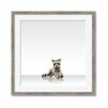 Picture of Singular Raccoon _GroupedProduct_Square_Mini_ _GroupedProduct_Square_Framed_Matted_