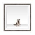 Picture of Singular Raccoon _GroupedProduct_Square_Mini_ _GroupedProduct_Square_Framed_Matted_