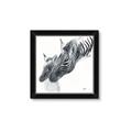 Picture of Mom and baby Zebra _GroupedProduct_Square_Mini_ _GroupedProduct_Square_Framed_Matted_