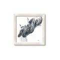 Picture of Mom and baby Zebra _GroupedProduct_Square_Mini_ _GroupedProduct_Square_Framed_Matted_
