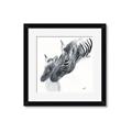 Picture of Mom and baby Zebra _GroupedProduct_Square_Mini_ _GroupedProduct_Square_Framed_Matted_