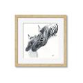 Picture of Mom and baby Zebra _GroupedProduct_Square_Mini_ _GroupedProduct_Square_Framed_Matted_