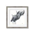 Picture of Mom and baby Zebra _GroupedProduct_Square_Mini_ _GroupedProduct_Square_Framed_Matted_