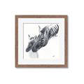 Picture of Mom and baby Zebra _GroupedProduct_Square_Mini_ _GroupedProduct_Square_Framed_Matted_