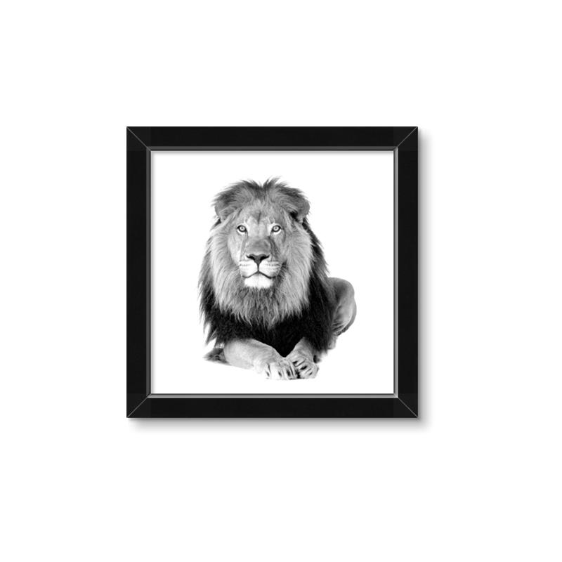 Picture of Lion Black and White _GroupedProduct_Square_Mini_ _GroupedProduct_Square_Framed_Matted_