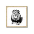 Picture of Lion Black and White _GroupedProduct_Square_Mini_ _GroupedProduct_Square_Framed_Matted_