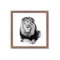 Picture of Lion Black and White _GroupedProduct_Square_Mini_ _GroupedProduct_Square_Framed_Matted_