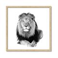 Picture of Lion Black and White _GroupedProduct_Square_Mini_ _GroupedProduct_Square_Framed_Matted_