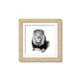 Picture of Lion Black and White _GroupedProduct_Square_Mini_ _GroupedProduct_Square_Framed_Matted_