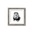 Picture of Lion Black and White _GroupedProduct_Square_Mini_ _GroupedProduct_Square_Framed_Matted_