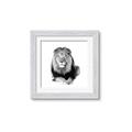 Picture of Lion Black and White _GroupedProduct_Square_Mini_ _GroupedProduct_Square_Framed_Matted_