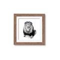 Picture of Lion Black and White _GroupedProduct_Square_Mini_ _GroupedProduct_Square_Framed_Matted_