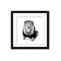 Picture of Lion Black and White _GroupedProduct_Square_Mini_ _GroupedProduct_Square_Framed_Matted_