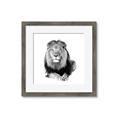 Picture of Lion Black and White _GroupedProduct_Square_Mini_ _GroupedProduct_Square_Framed_Matted_